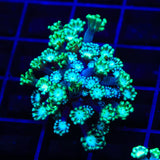 TSA Dreamers Delight Alveopora Coral