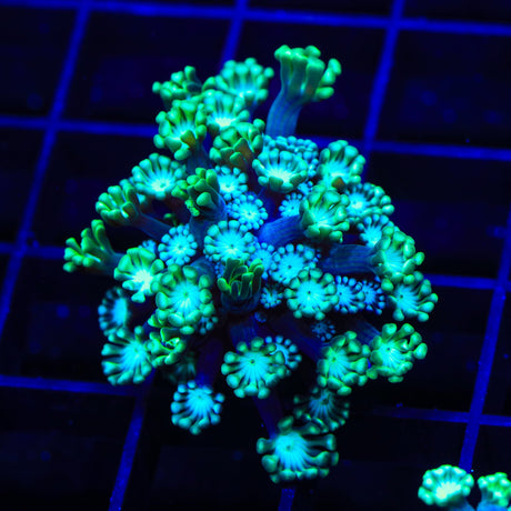 TSA Dreamers Delight Alveopora Coral