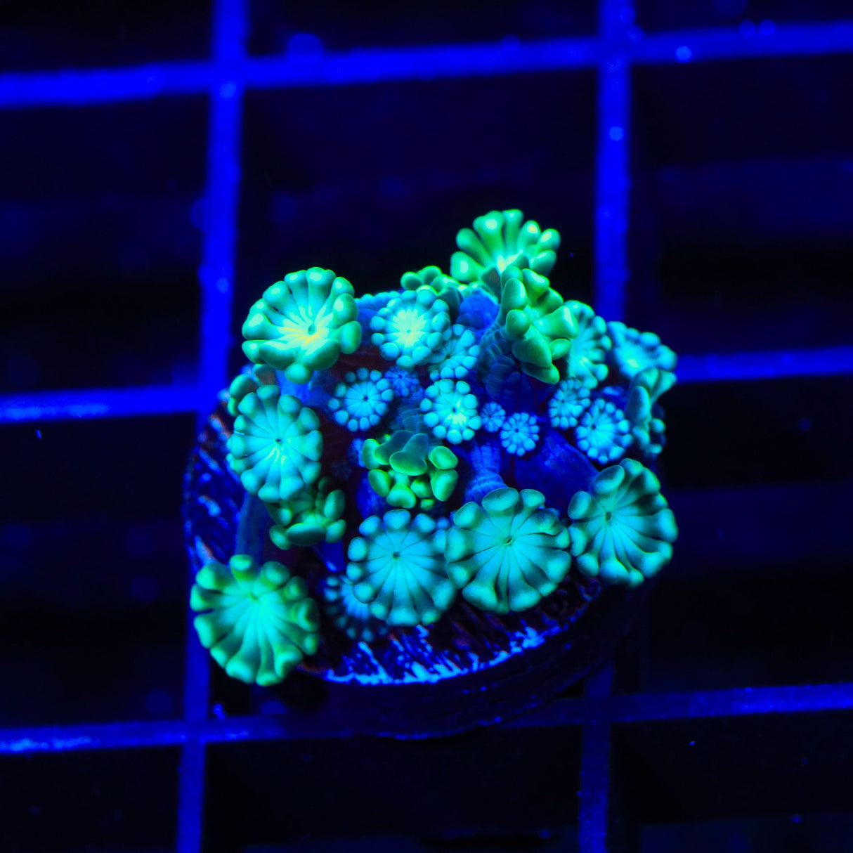 TSA Dreamers Delight Alveopora Coral