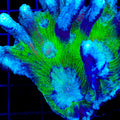 TSA Drops of Jupiter Pectinia Coral