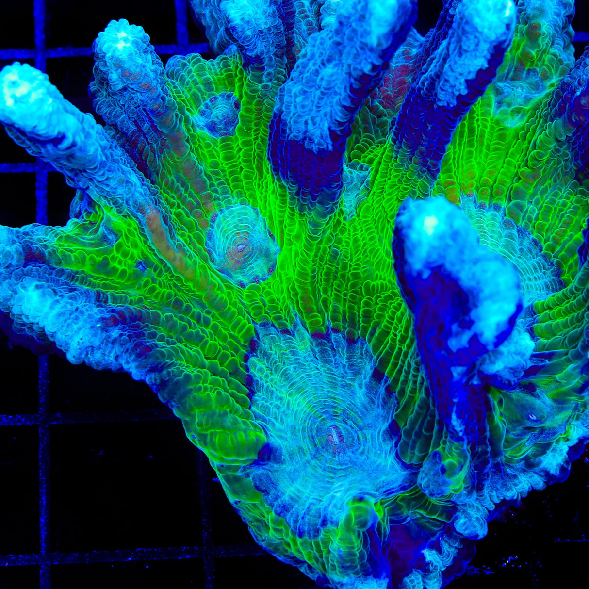 TSA Drops of Jupiter Pectinia Coral