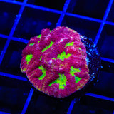 TSA Earth Shaker Favia Coral