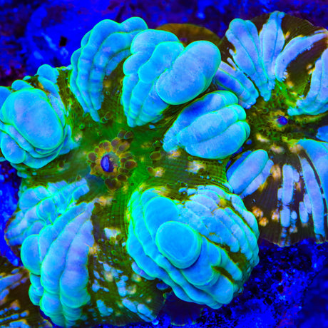 TSA Eclipse Bounce Mushroom Coral