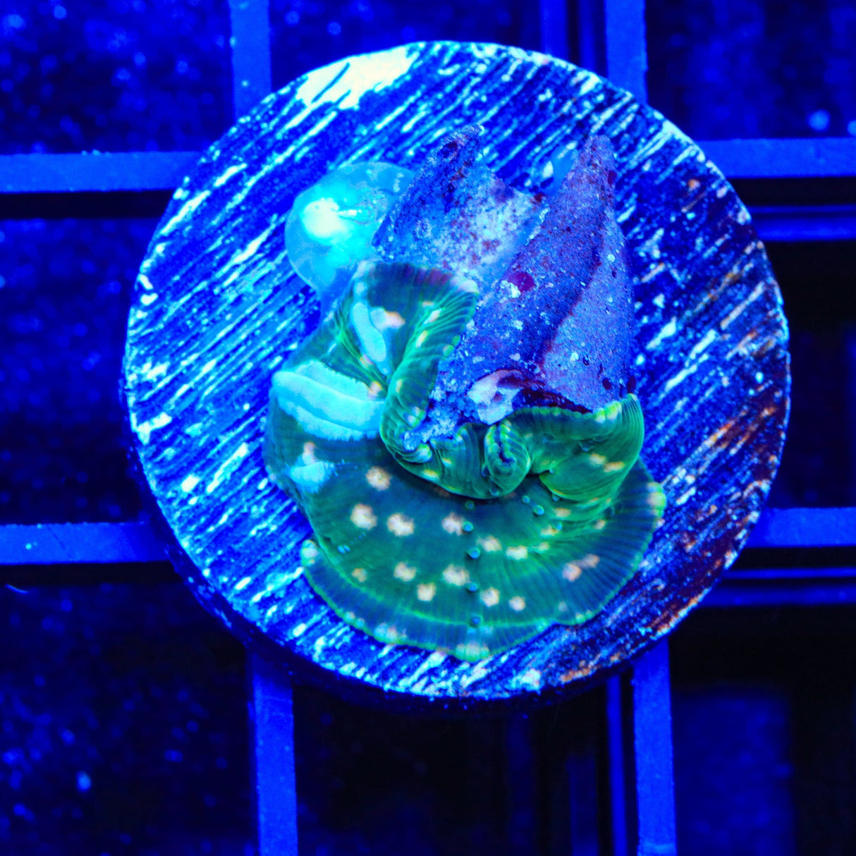 TSA Eclipse Bounce Mushroom Coral