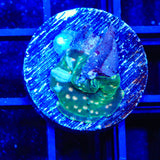 TSA Eclipse Bounce Mushroom Coral