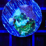 TSA Eclipse Bounce Mushroom Coral