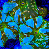 TSA Eclipse Bounce Mushroom Coral