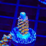 TSA El Scorcho Acropora Coral