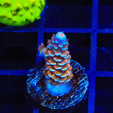 TSA El Scorcho Acropora Coral