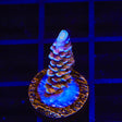 TSA El Scorcho Acropora Coral