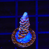 TSA El Scorcho Acropora Coral