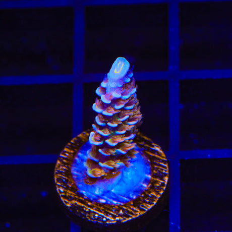 TSA El Scorcho Acropora Coral
