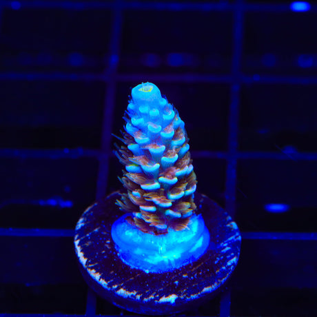 TSA El Scorcho Acropora Coral
