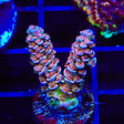 TSA El Scorcho Acropora Coral