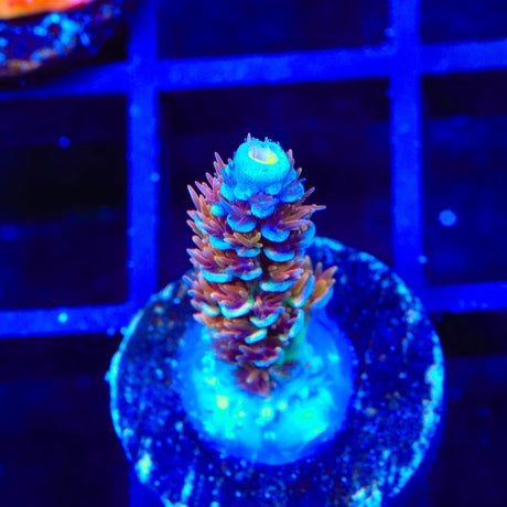 TSA El Scorcho Acropora Coral