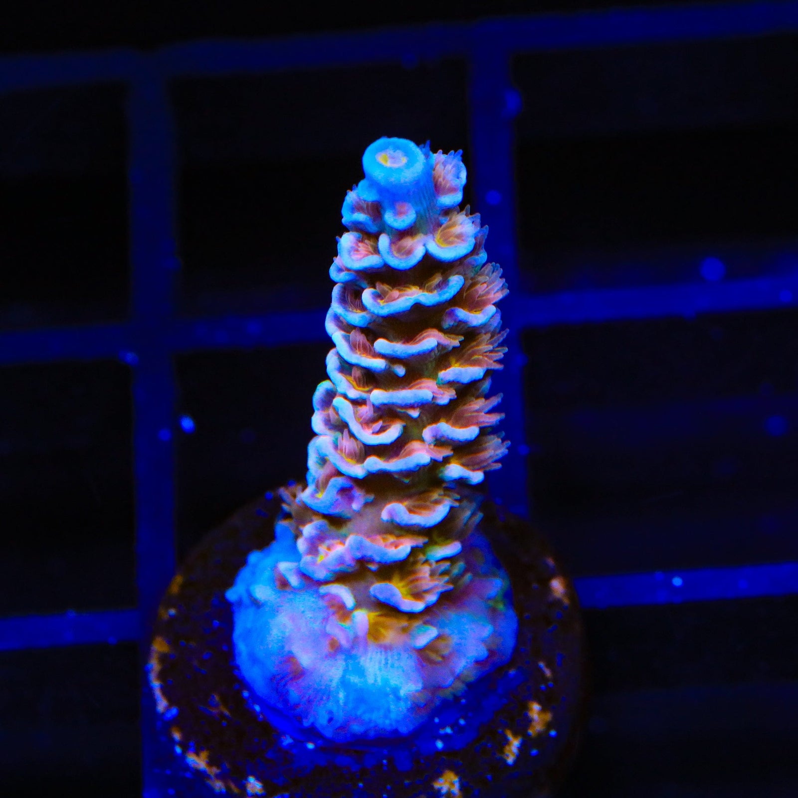 TSA El Scorcho Acropora Coral