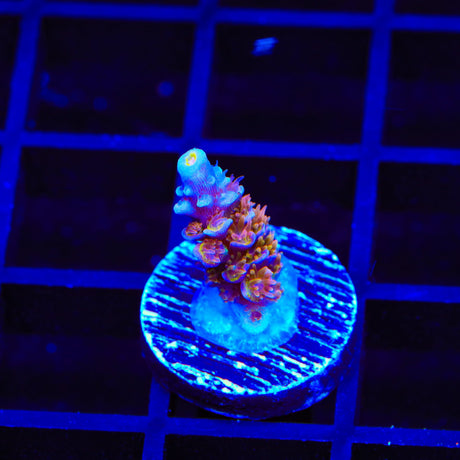 TSA El Scorcho Tenuis Acropora Coral