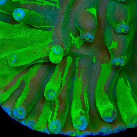 TSA Electric Camo Grafted Turbinaria Heronensis Coral