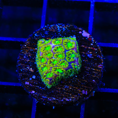 TSA Electric Daisy Leptastrea Coral