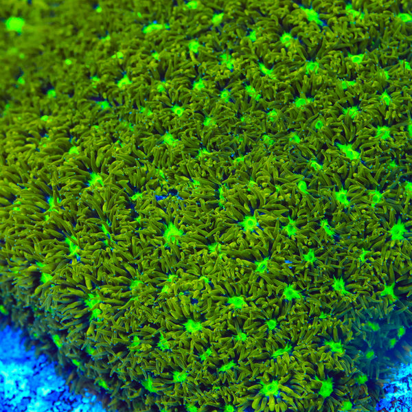 TSA Electric Daisy Leptastrea Coral