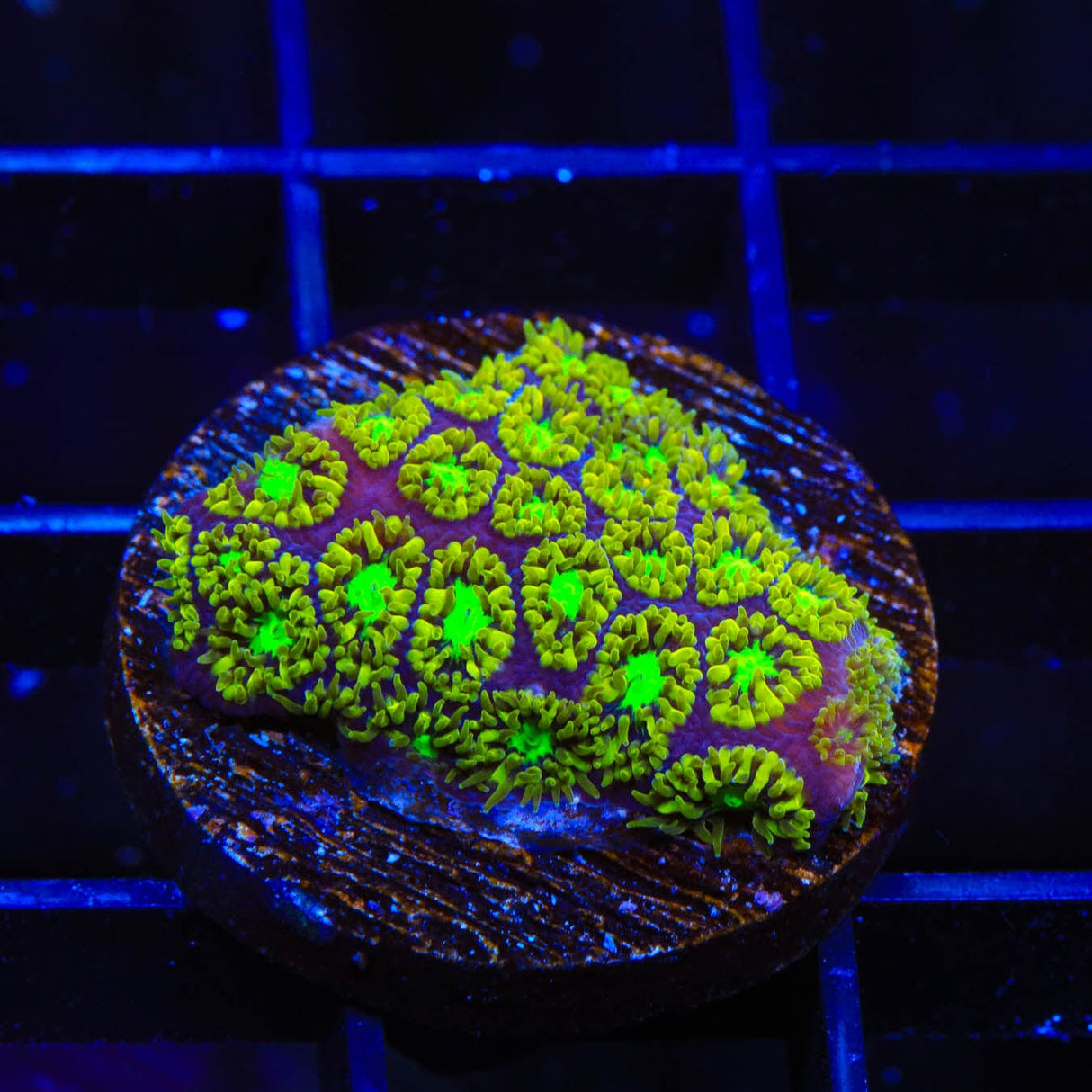 TSA Electric Daisy Leptastrea Coral