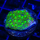 TSA Electric Daisy Leptastrea Coral