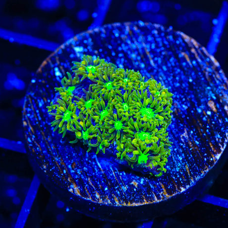 TSA Electric Daisy Leptastrea Coral