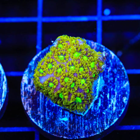 TSA Electric Daisy Leptastrea Coral