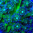TSA Electric Emerald Goniopora Coral