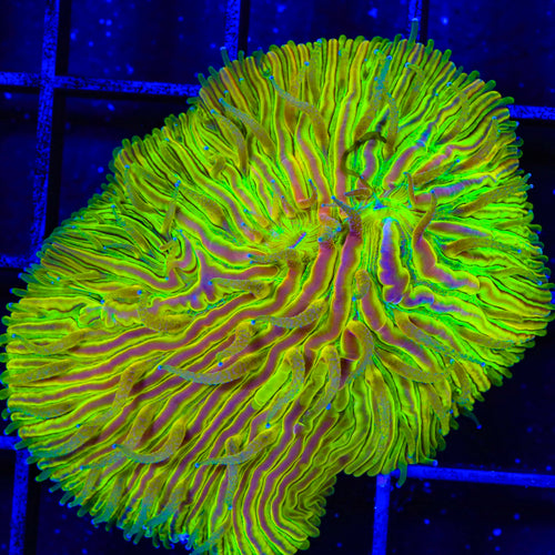 TSA Electric Prism Aquacultured Plate Coral