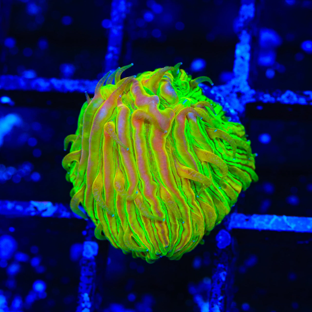 TSA Electric Prism Aquacultured Plate Coral