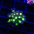 TSA Electric Scream Goniopora Coral