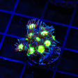 TSA Electric Scream Goniopora Coral