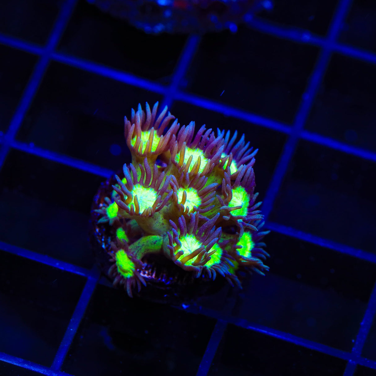 TSA Electric Scream Goniopora Coral