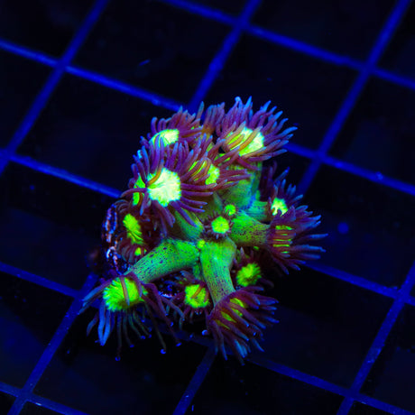 TSA Electric Scream Goniopora Coral