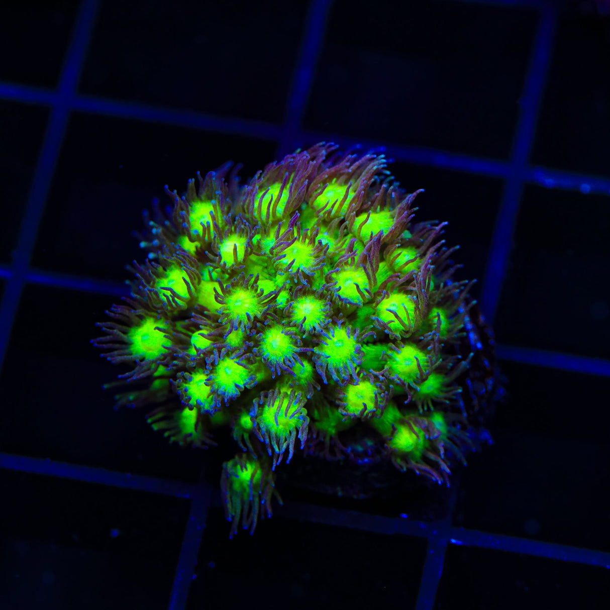 TSA Electric Scream Goniopora Coral