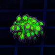 TSA Electric Scream Goniopora Coral