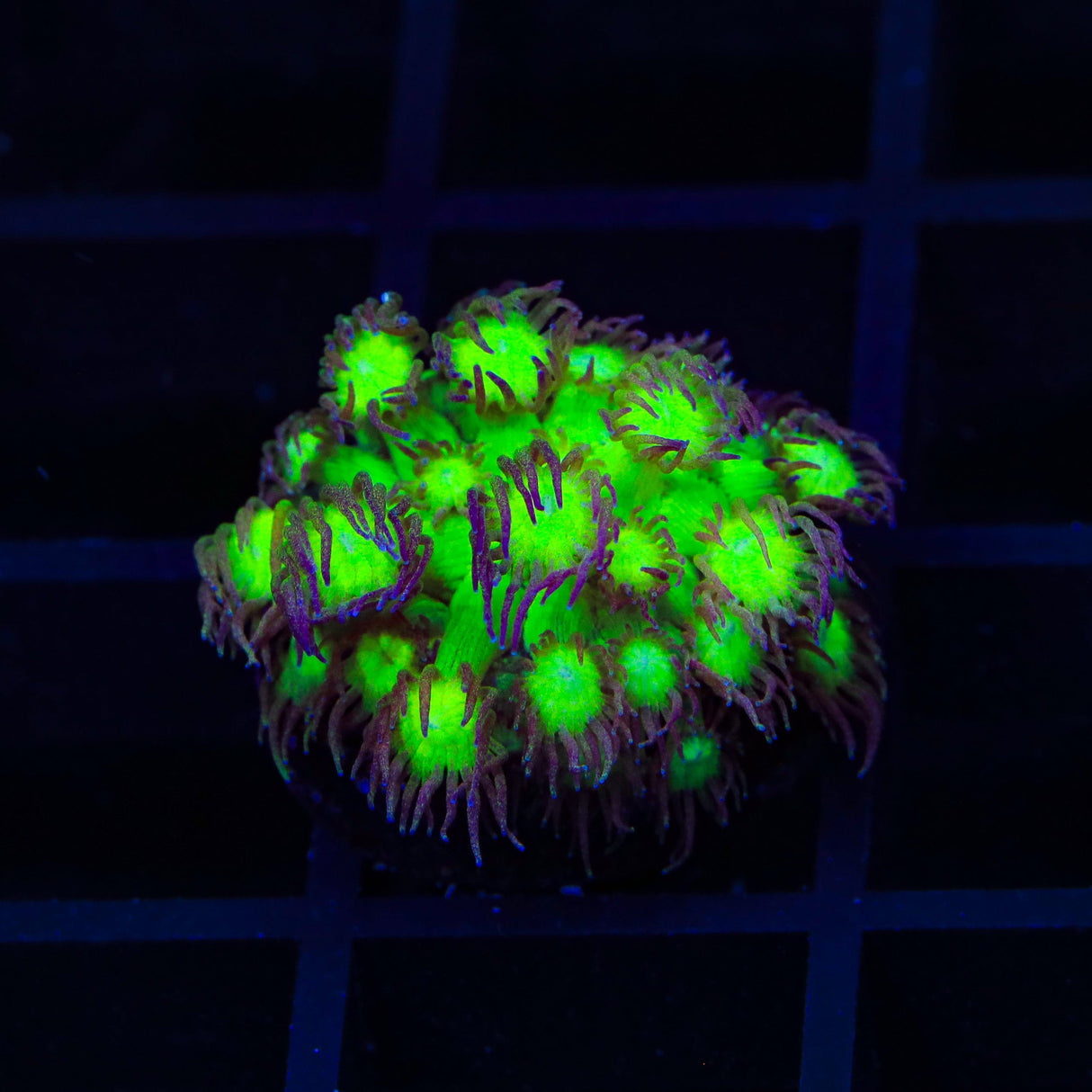 TSA Electric Scream Goniopora Coral
