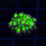 TSA Electric Scream Goniopora Coral
