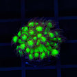 TSA Electric Scream Goniopora Coral