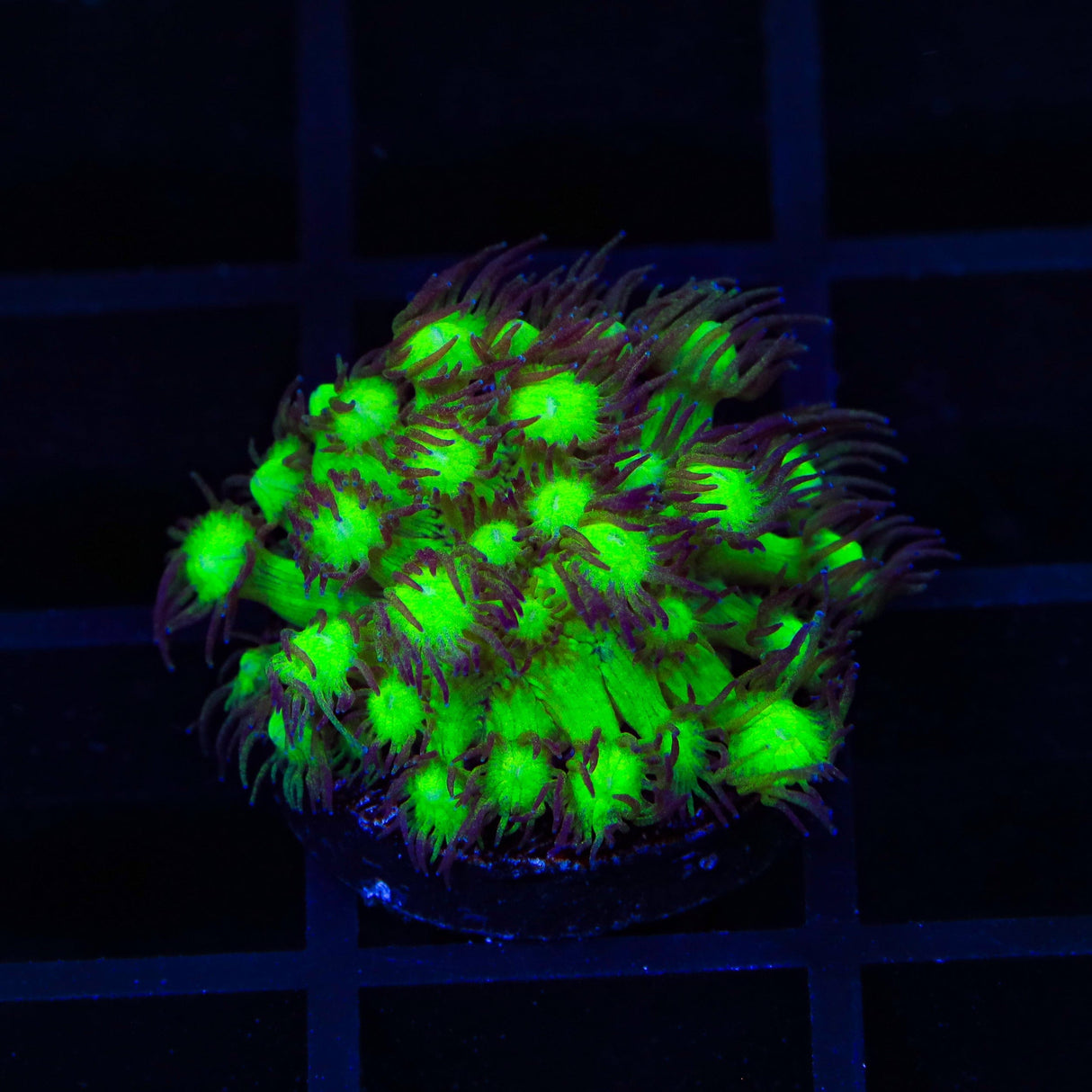 TSA Electric Scream Goniopora Coral