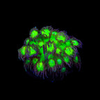 TSA Electric Scream Goniopora Coral