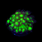 TSA Electric Scream Goniopora Coral