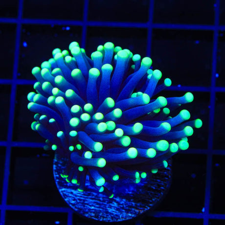 TSA Electric Smurf Torch Coral