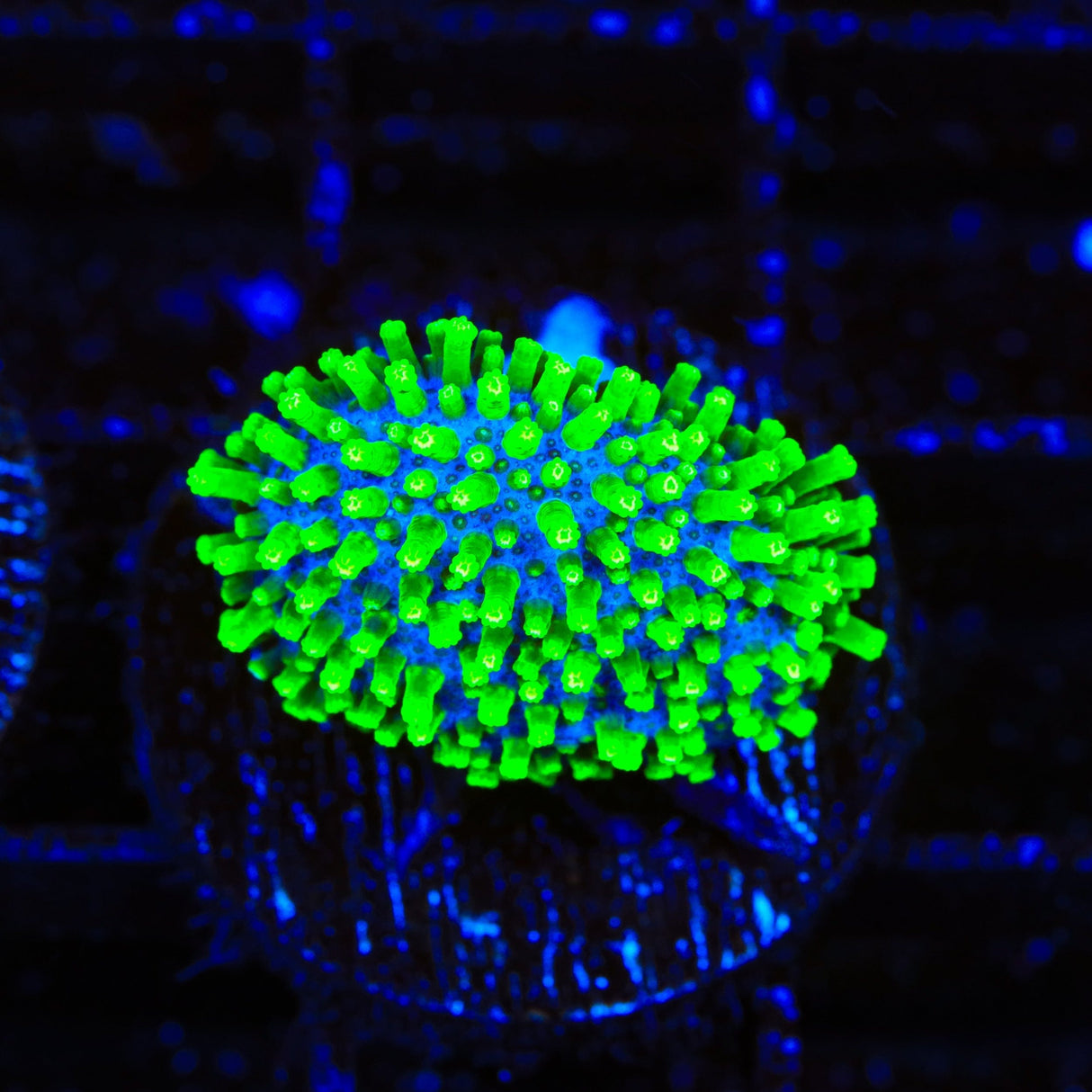 TSA Electric Toadstool Coral