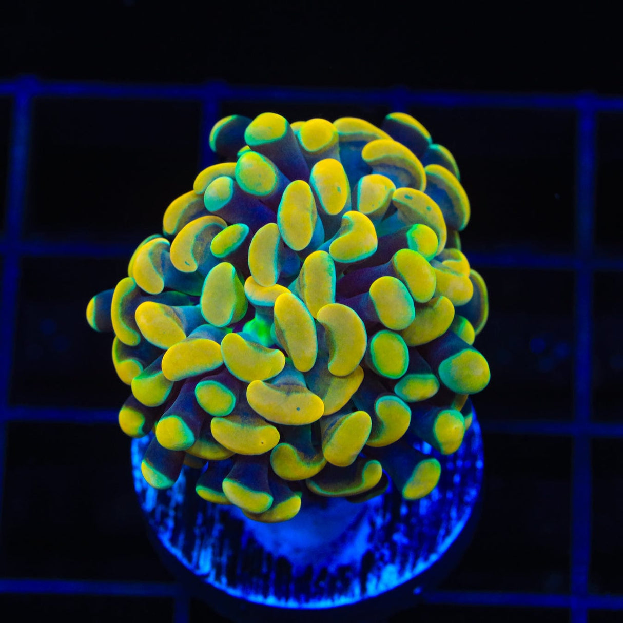TSA Electro Hammer Coral