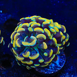 TSA Electro Hammer Coral