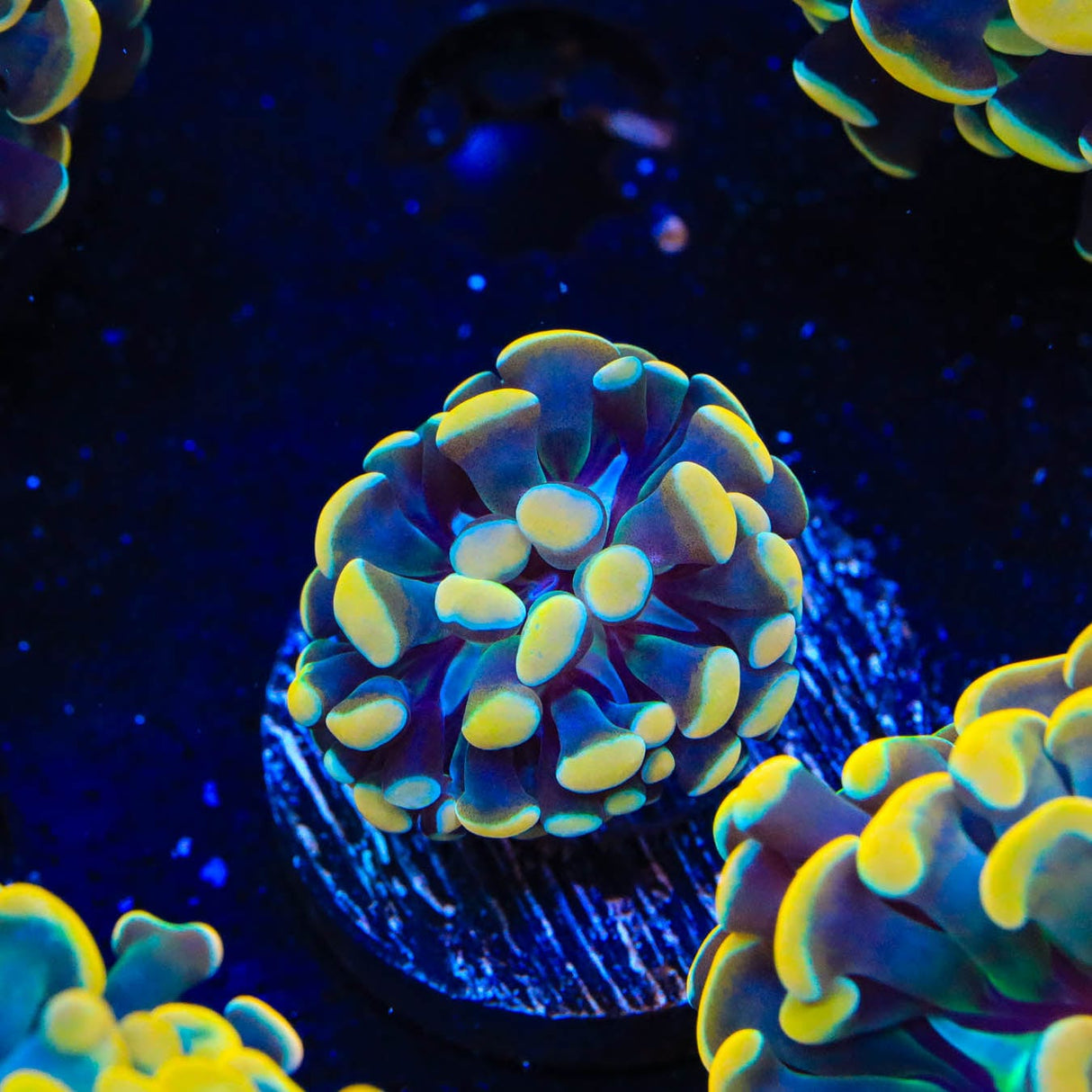 TSA Electro Hammer Coral