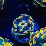 TSA Electro Hammer Coral