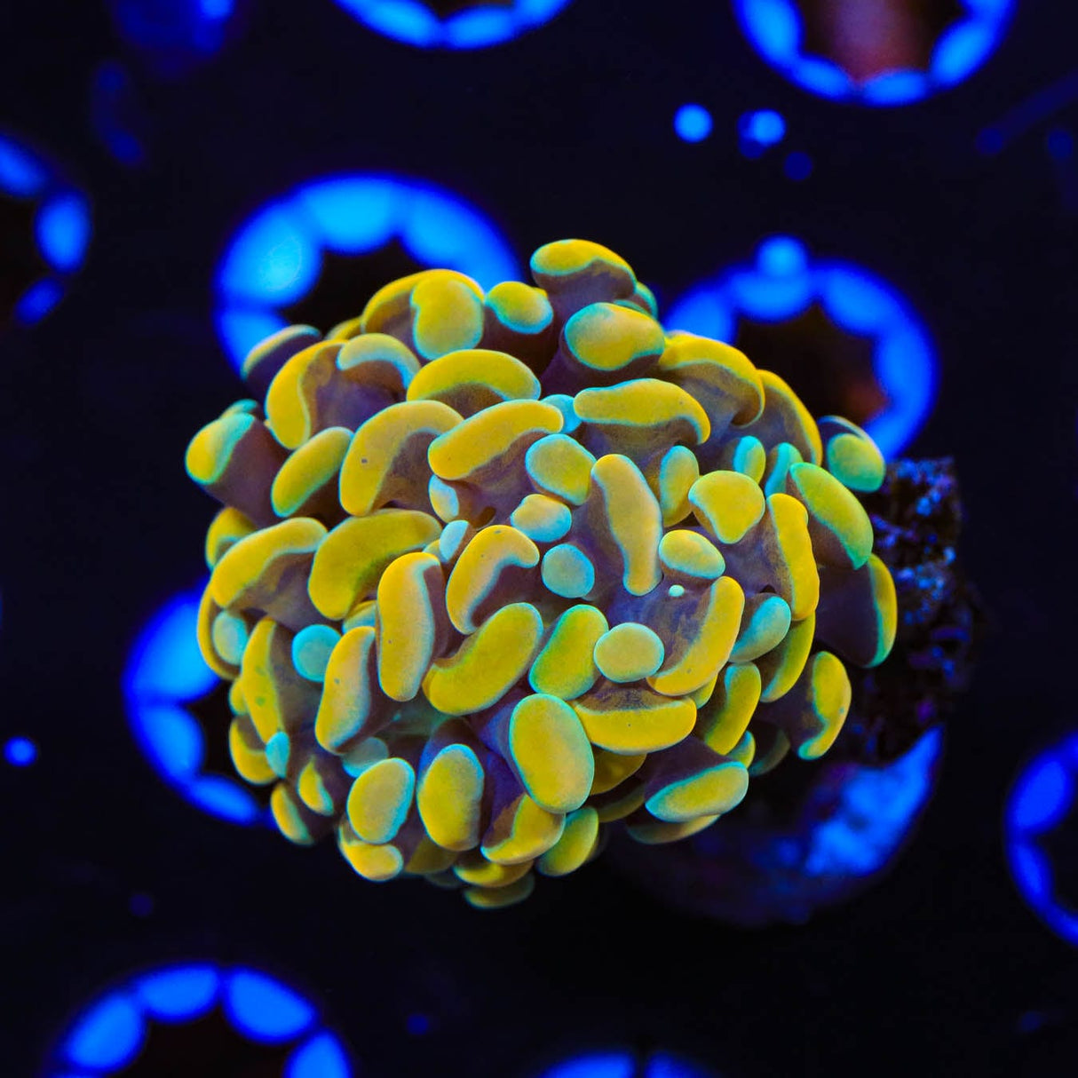 TSA Electro Hammer Coral